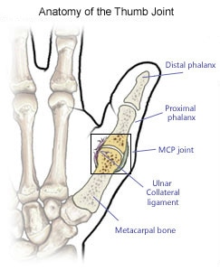 Joints Of Thumb Arthritis Of The Thumb Bauerfeind New Zealand