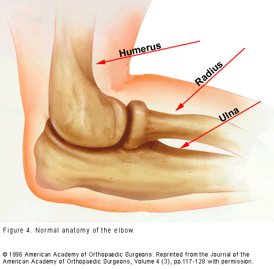 Normal Anatomy of Elbow