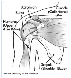 Spine Basics - OrthoInfo - AAOS