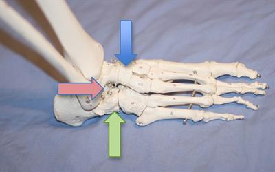 Three joints in the back of the foot